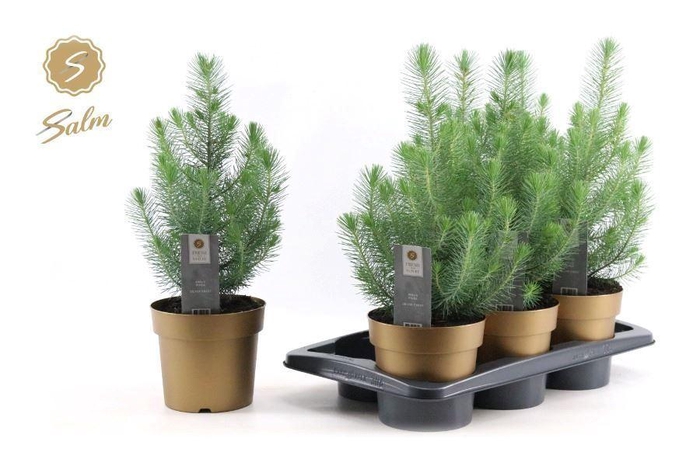 <h4>Pinus pinea 'Silver Crest'</h4>