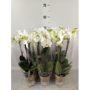 Phalaenopsis   ...white