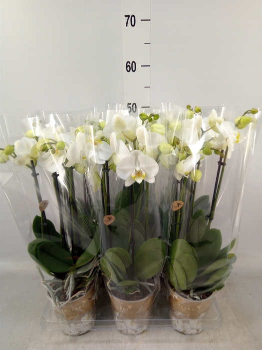 <h4>Phalaenopsis   ...white</h4>