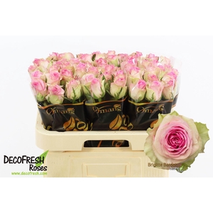 R Gr Brigitte Bardot