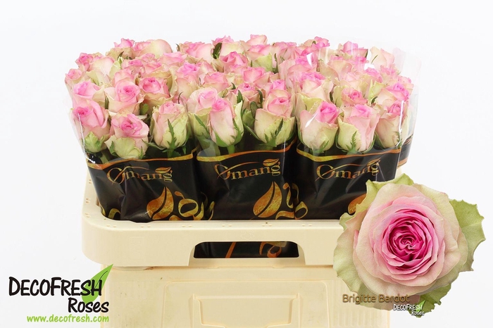 <h4>R Gr Brigitte Bardot</h4>