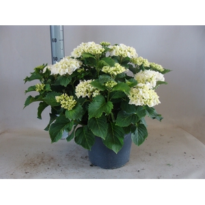 Hydrangea mac.
