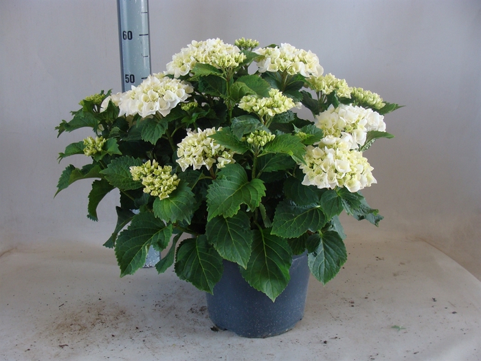 <h4>Hydrangea mac.</h4>