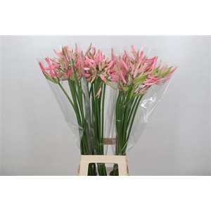 Nerine Casandra