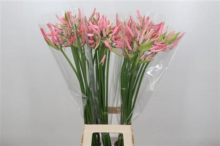 Nerine Casandra