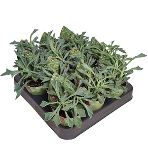 SENECIO CUNEATUS - POT Ø 6,5 WITH POTCOVER (SUCCULENTEN)