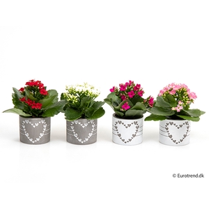 KALANCHOE BLOSSF p6 E 2634