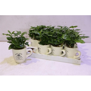 Coffea Arabica In Beker