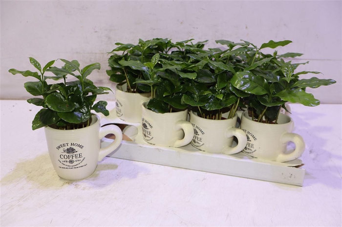 <h4>arr8 Coffea Arabica In Beker</h4>