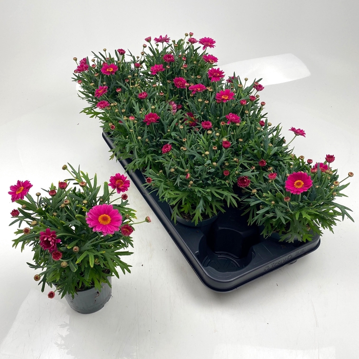 <h4>ARG LA RITA GEM</h4>