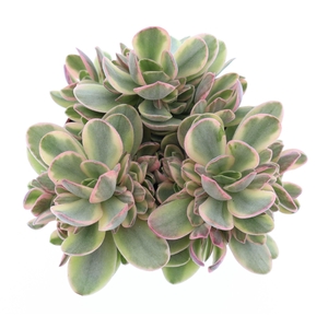 Crassula   ...