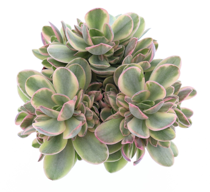 <h4>Crassula   ...</h4>