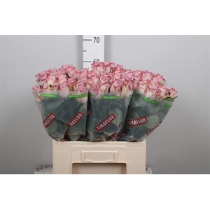 R Gr Memory Lane! B1