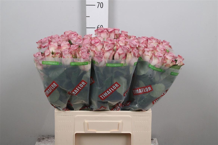 <h4>R Gr Memory Lane!</h4>