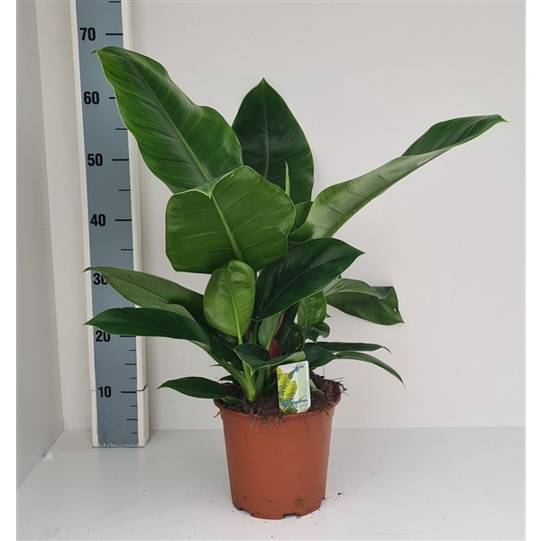 <h4>Philodendron Im. Green</h4>