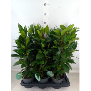 Ficus cyathistipula 'Compacta'