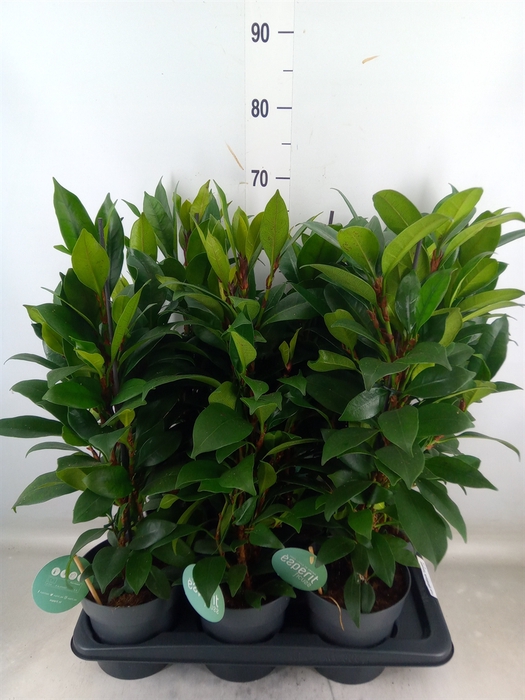 <h4>Ficus cyathistipula 'Compacta'</h4>