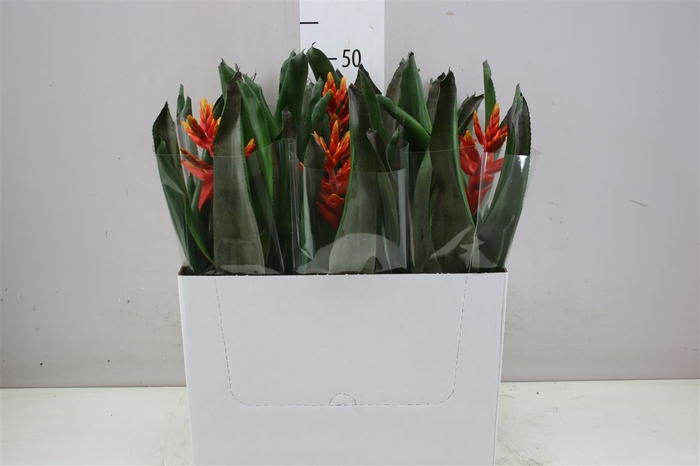 <h4>Aechmea Elegant Flame</h4>