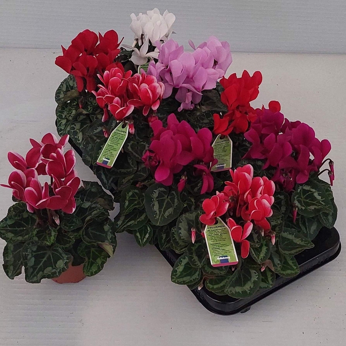 <h4>CYCL MD SUP ALLURE</h4>