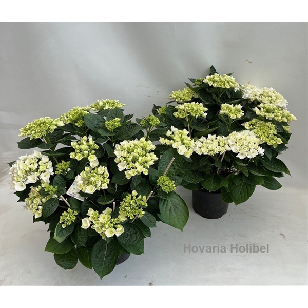 <h4>Hydrangea Hovaria Holibel 19cm</h4>
