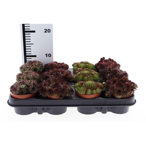 Succulents   ...