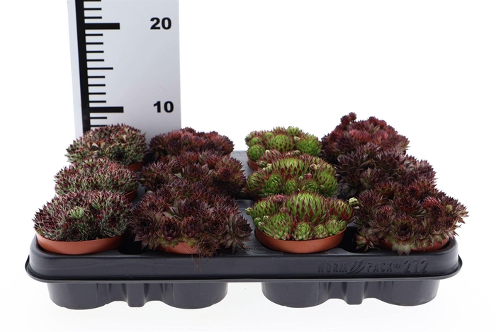 <h4>Succulents   ...</h4>