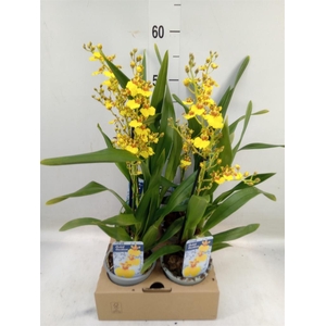 Oncidium   ...