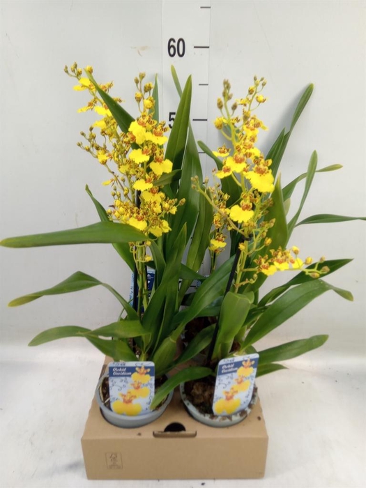 <h4>Oncidium   ...</h4>