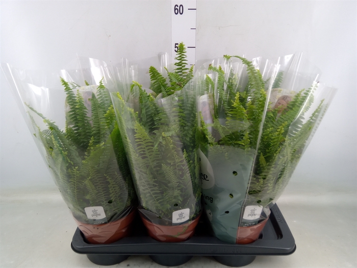 <h4>Nephrolepis exal. 'Green Lady'</h4>