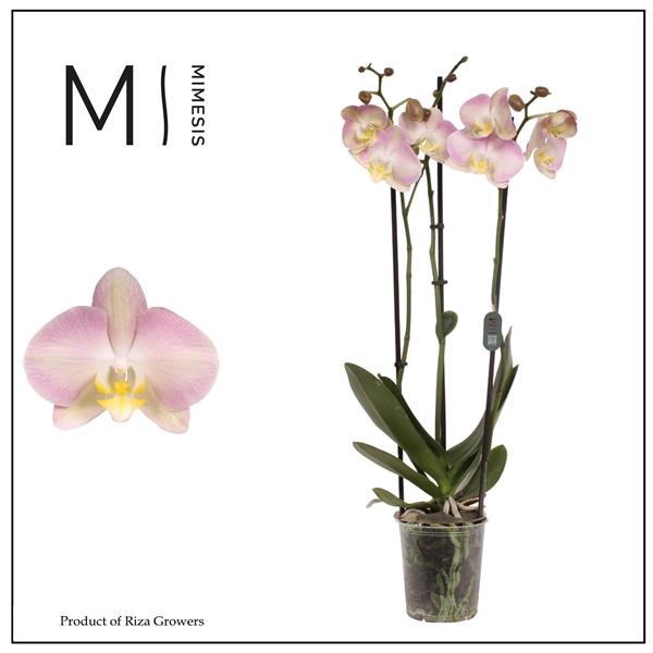 <h4>Mimesis Phal. Rainbow - 3 spike 12cm</h4>