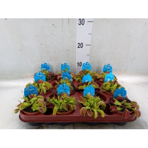 Dionaea muscipula