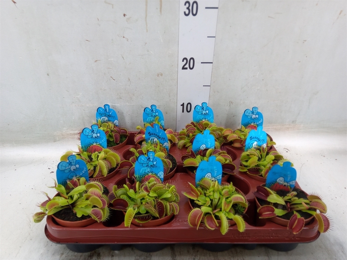 <h4>Dionaea muscipula</h4>