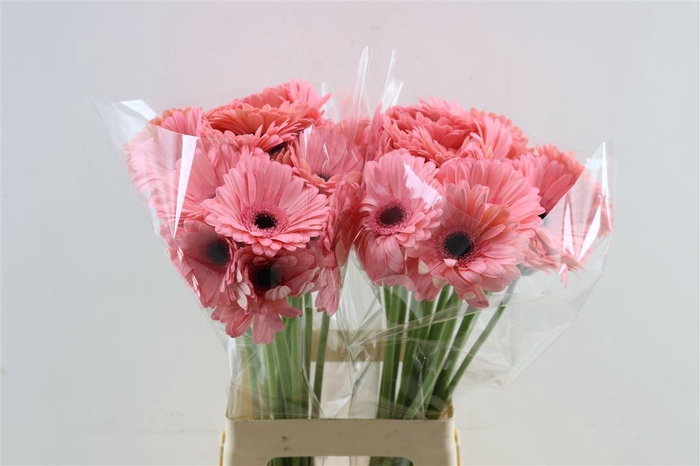 <h4>Ge Gr Scala</h4>