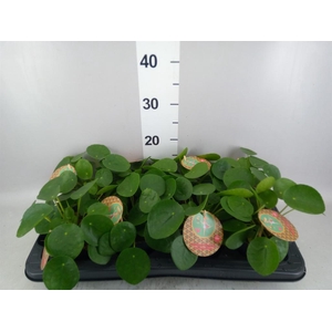 Pilea peperomioides