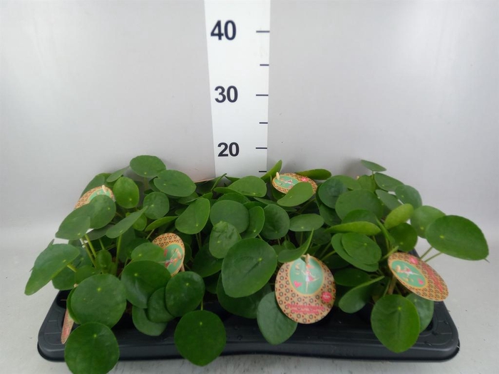 Pilea peperomioides