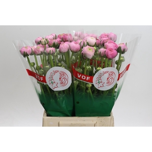 Ranunculus asiaticus 'Aazur Light Pink'