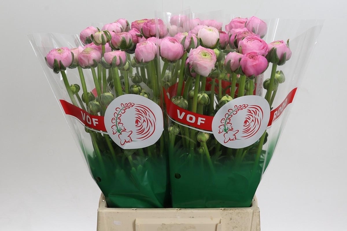 <h4>Ranunculus asiaticus 'Aazur Light Pink'</h4>