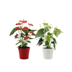 Anthurium red&white mix in Boston ceramics