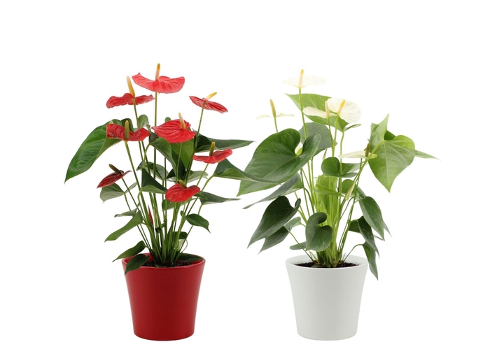 <h4>Anthurium red&white mix in Boston ceramics</h4>