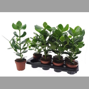 Clusia rosea 'Princess'