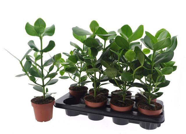 <h4>Clusia rosea 'Princess'</h4>