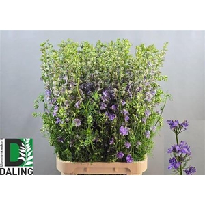 Delph Cons R Q Violet Lilac