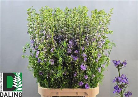 <h4>Delph Cons R Q Violet Lilac</h4>