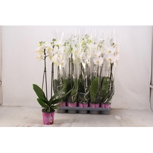 PHAL OV WIT