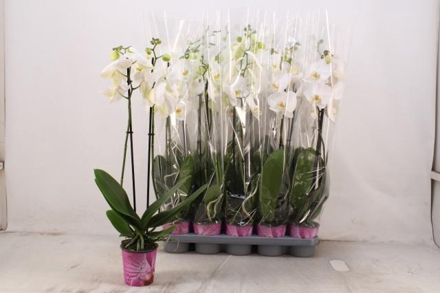 <h4>PHAL OV WIT</h4>