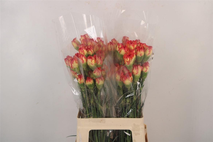 <h4>Di St Sherkan</h4>