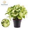 Syngonium White Butterfly