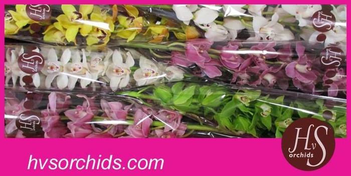 <h4>CYMB T GEMENGD 80 CM</h4>