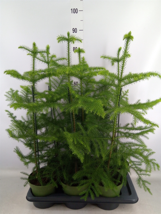 <h4>Araucaria heterophylla</h4>