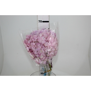 HORTENSIA FORCE 060 CM ROSA